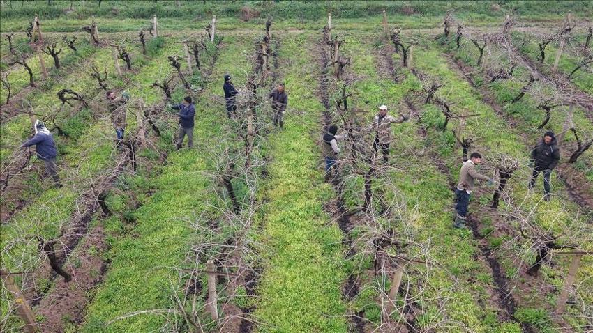 Manisa’da bağ üreticilerine ‘Ölükol’ uyarısı