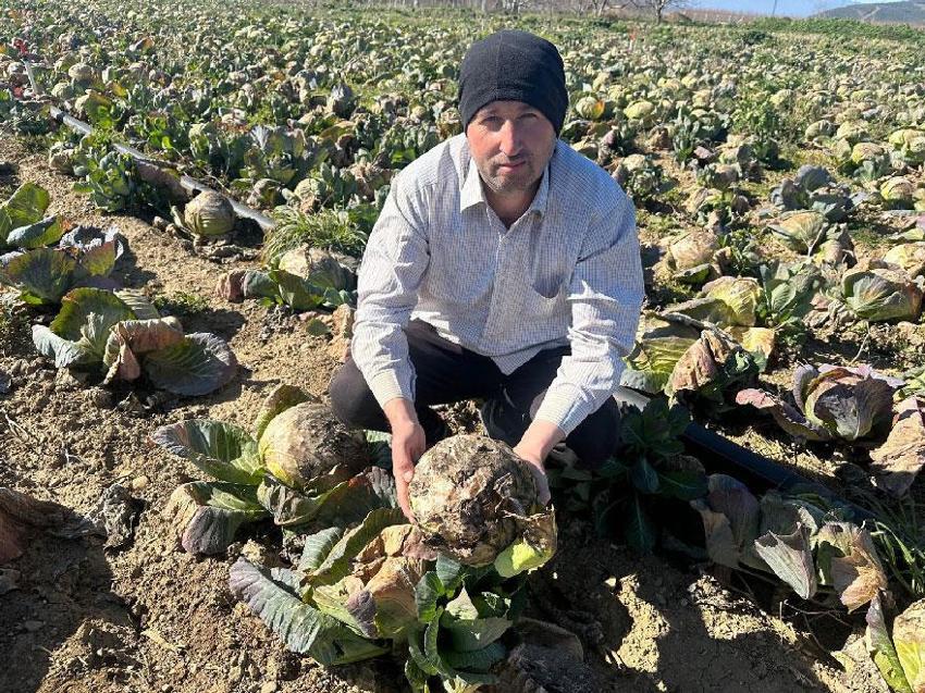 Pazarda tanesi 50 ile 70 lira ama yüzbinlercesi tarlada çürüdü, çiftçi zarar etti: Emeklerimiz paramız toprağa karışacak