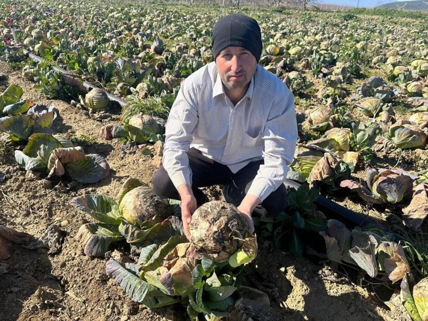 Bursa'da köylüler isyan etti! Pazarda 70 lira olan ürünü 3 liraya satıyor, kimse yüzüne bakmıyor