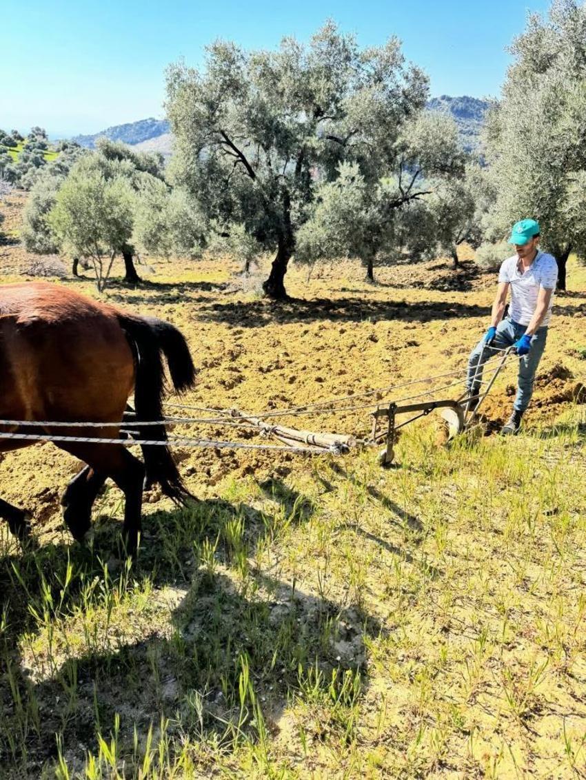 Aydın'da görenler gözlerine inanamıyor: Traktörün giremediği arazisine atlarla çift sürüyor!