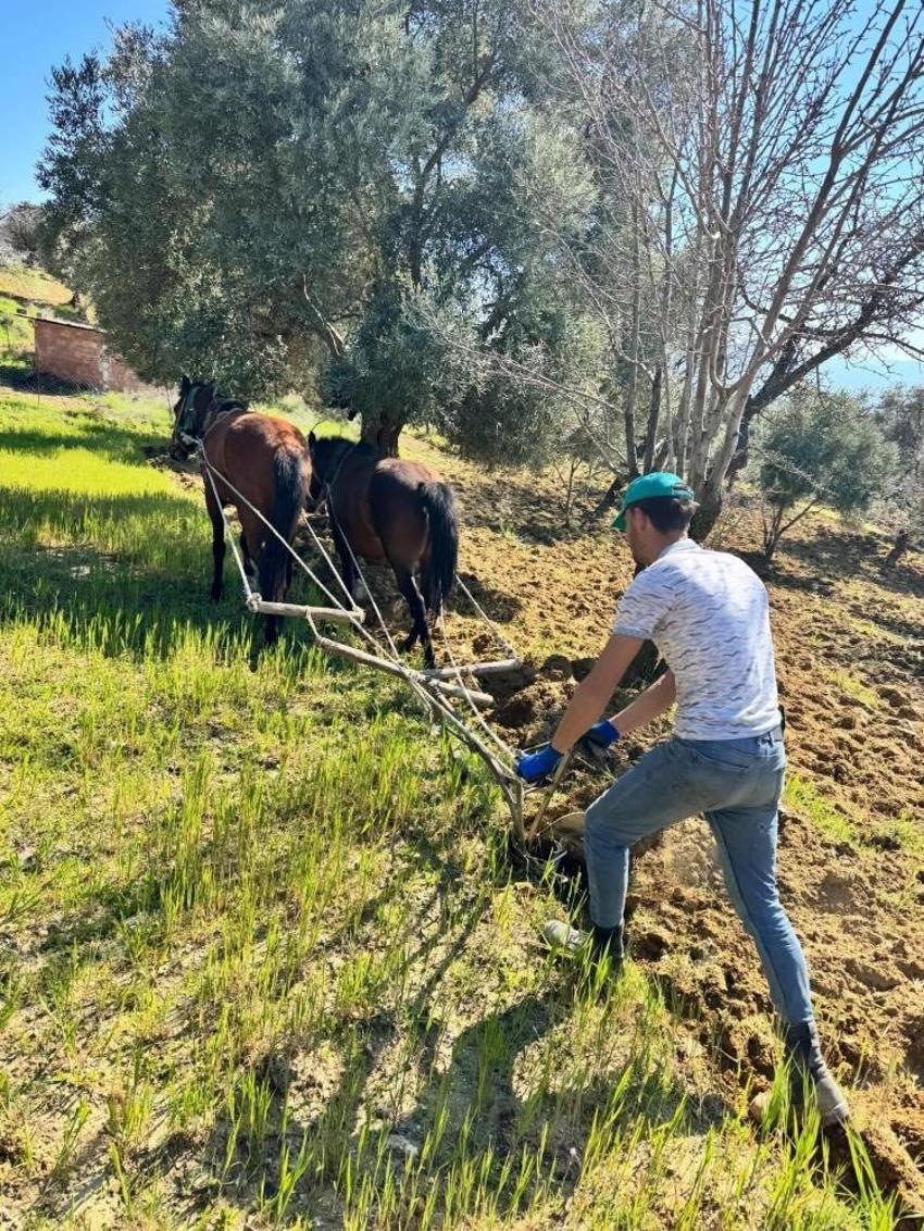Aydın'da görenler gözlerine inanamıyor: Traktörün giremediği arazisine atlarla çift sürüyor!