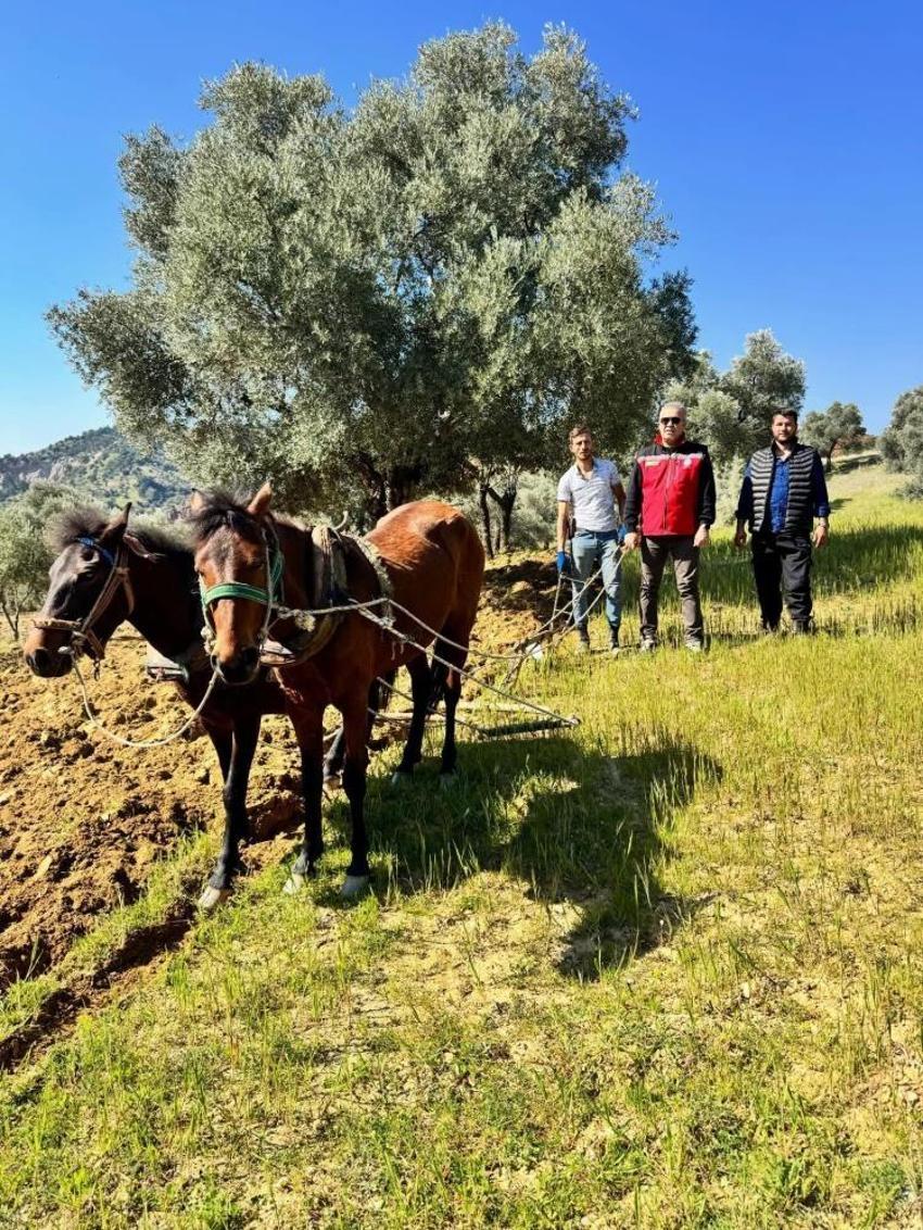 Aydın'da görenler gözlerine inanamıyor: Traktörün giremediği arazisine atlarla çift sürüyor!