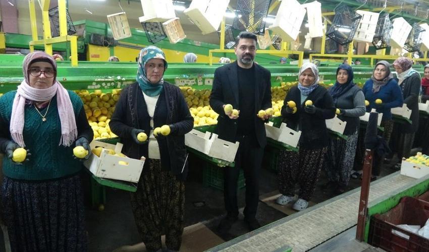 Geçen yıl 5 TL'ydi bu yıl ise fiyatı 50 TL'yi buldu! İstanbul’dan Van'a, Balkanlar'dan Rusya'ya kapış kapış satılıyor