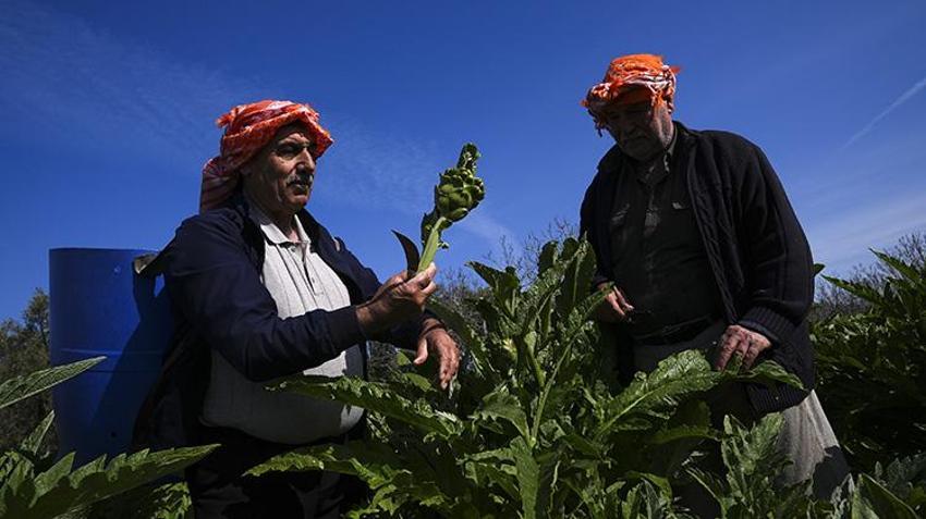 Yağmur su değil, gübre oldu: Verim yüzde 20 arttı: Urla’da hasat başladı, üreticinin yüzü gülüyor!