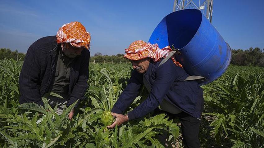 Yağmur su değil, gübre oldu: Verim yüzde 20 arttı: Urla’da hasat başladı, üreticinin yüzü gülüyor!