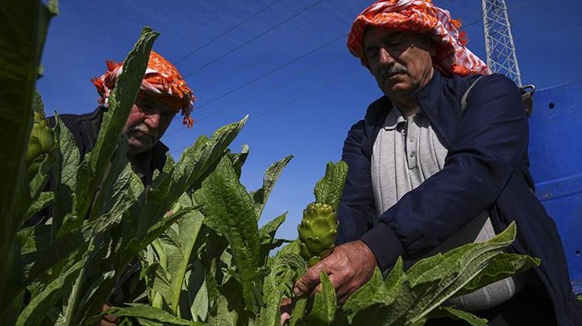 Yağmur su değil, gübre oldu: Verim yüzde 20 arttı: Urla’da hasat başladı, üreticinin yüzü gülüyor!