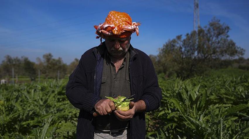 Yağmur su değil, gübre oldu: Verim yüzde 20 arttı: Urla’da hasat başladı, üreticinin yüzü gülüyor!