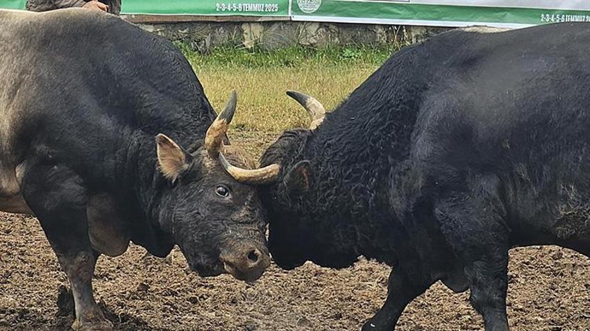 Artvin'in bu boğaları çok özel! Menülerinde fındık ve pekmez eksik olmaz