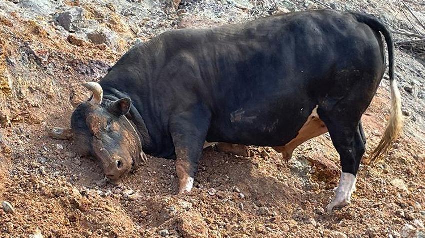 Artvin'in bu boğaları çok özel! Menülerinde fındık ve pekmez eksik olmaz