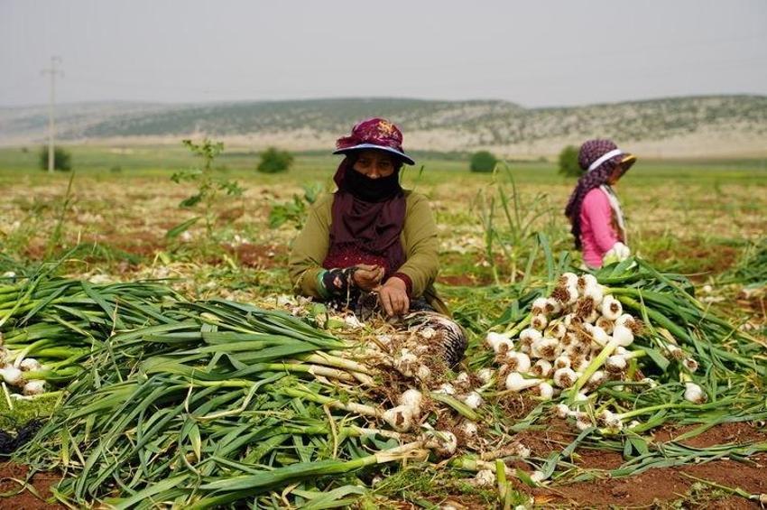 Gaziantep'te dev tarım tesisi açıldı: Dünya standardında olacak