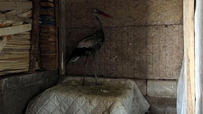 Karlar içinde donmak üzereyken buldu, 2,5 ay evinde baktı! Her gün taze balıkla besledi!