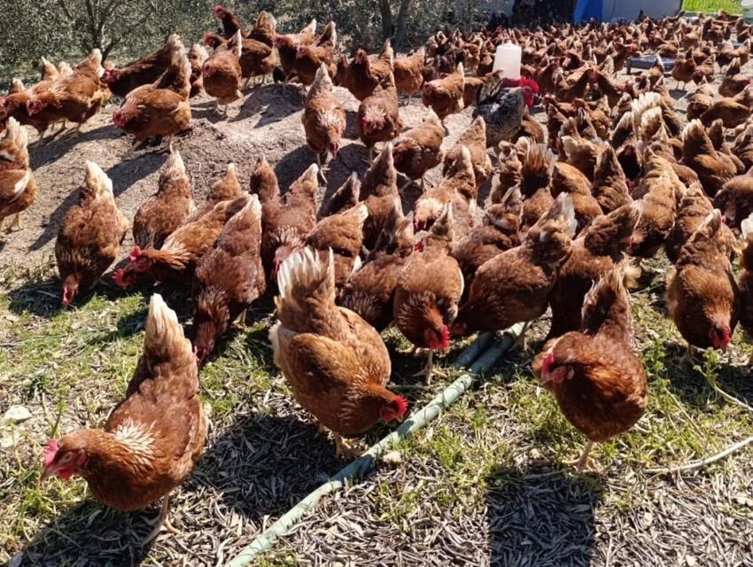 Büyükşehirde kira ödemekten bıktı, köyüne dönüp patron oldu! Ata toprağında günde 325 adet üretip paraya para demiyor