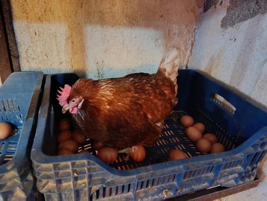 Büyükşehirde kira ödemekten bıktı, köyüne dönüp patron oldu! Ata toprağında günde 325 adet üretip paraya para demiyor