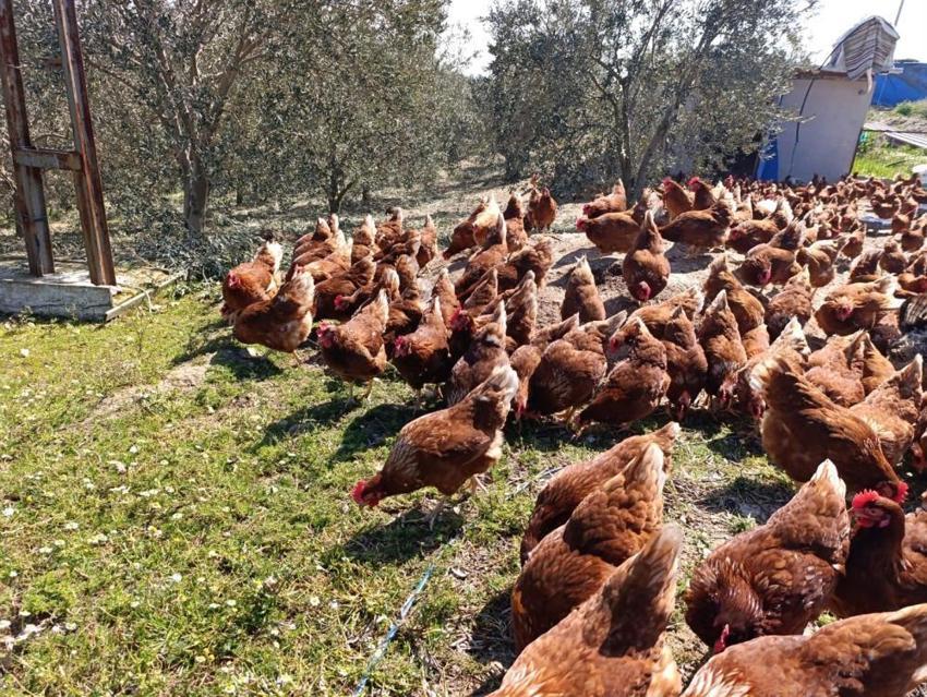 Büyükşehirde kira ödemekten bıktı, köyüne dönüp patron oldu! Ata toprağında günde 325 adet üretip paraya para demiyor
