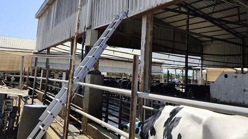 Hayvancılıkta yapay zeka devrimi: Yerli yazılım buzağı kayıplarının önüne geçecek!