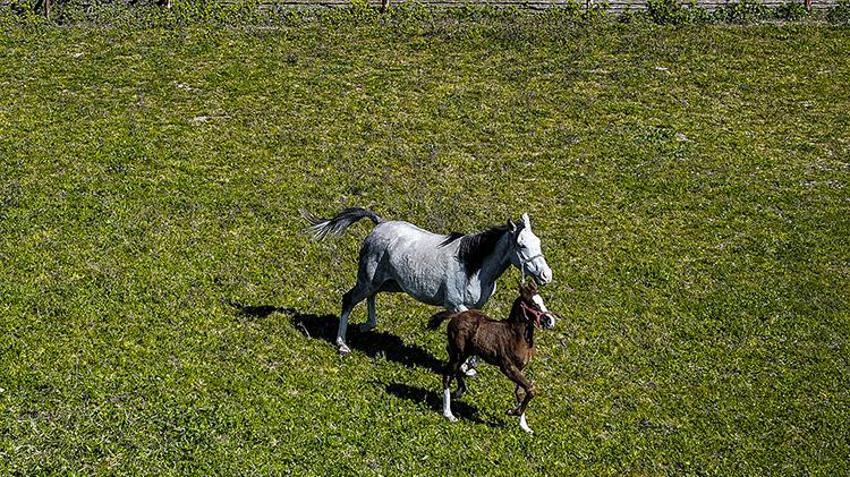 Safkan arap atlarının merkezi: Karacabey’de doğum sezonu: 154 tay dünyaya geldi