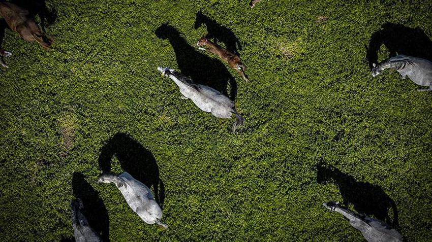 Safkan arap atlarının merkezi: Karacabey’de doğum sezonu: 154 tay dünyaya geldi