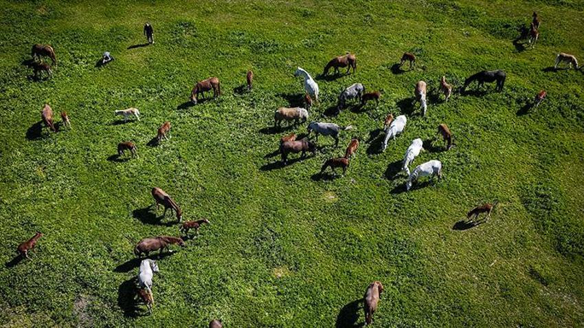 Safkan arap atlarının merkezi: Karacabey’de doğum sezonu: 154 tay dünyaya geldi