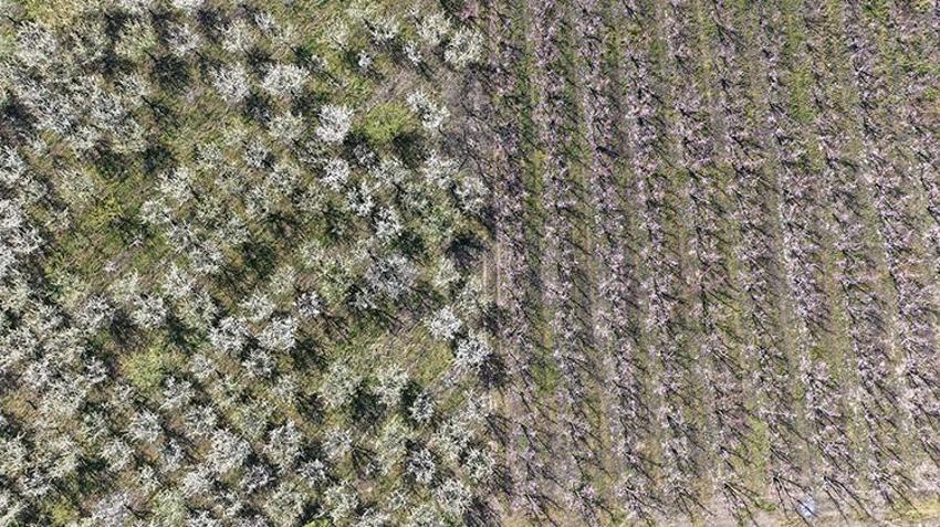 Manisa'ya bahar erken geldi! Gediz Ovası'nda meyve ağaçları çiçek açtı