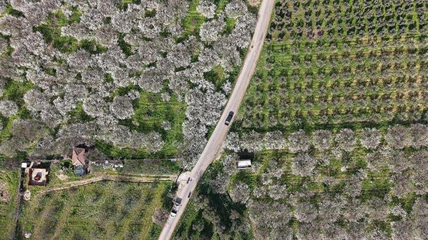 Manisa'ya bahar erken geldi! Gediz Ovası'nda meyve ağaçları çiçek açtı