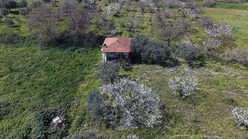 Manisa'ya bahar erken geldi! Gediz Ovası'nda meyve ağaçları çiçek açtı