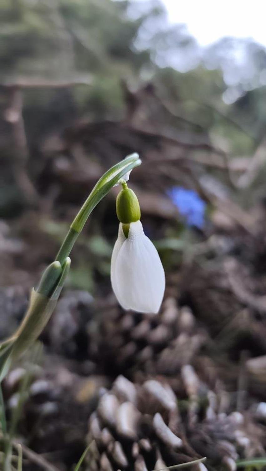 Spil Dağı’nda kardelenler şaşırttı: Nevruz öncesi ikinci kez açtılar, koparmanın cezası servet değerinde!