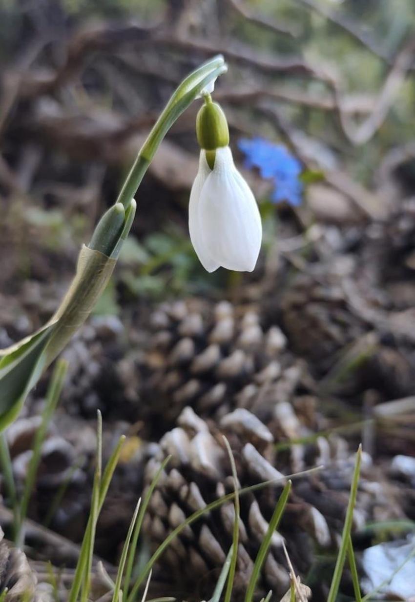 Spil Dağı’nda kardelenler şaşırttı: Nevruz öncesi ikinci kez açtılar, koparmanın cezası servet değerinde!