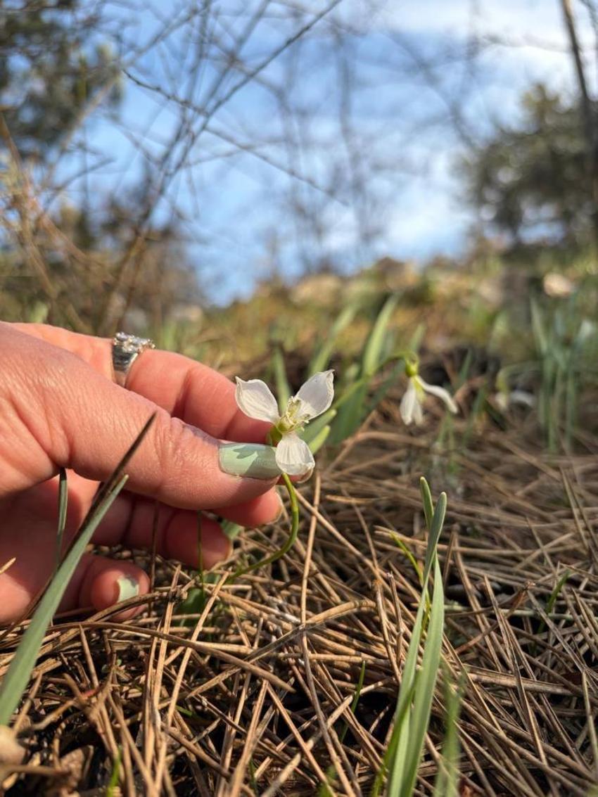 Spil Dağı’nda kardelenler şaşırttı: Nevruz öncesi ikinci kez açtılar, koparmanın cezası servet değerinde!