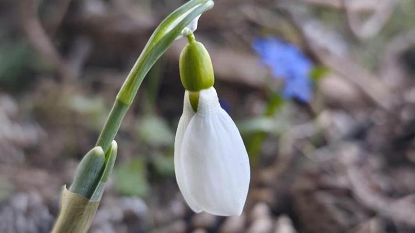 Spil Dağı’nda kardelenler şaşırttı: Nevruz öncesi ikinci kez açtılar, koparmanın cezası servet değerinde!