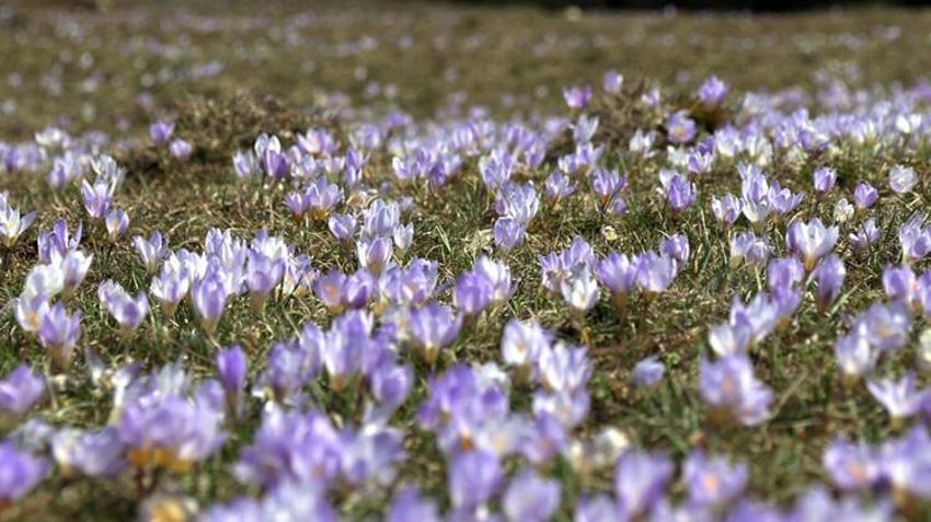 Sarıalan Yaylası’nda eşsiz bahar manzarası: Çiğdemler açtı