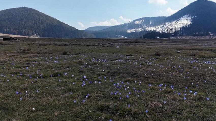 Sarıalan Yaylası’nda eşsiz bahar manzarası: Çiğdemler açtı