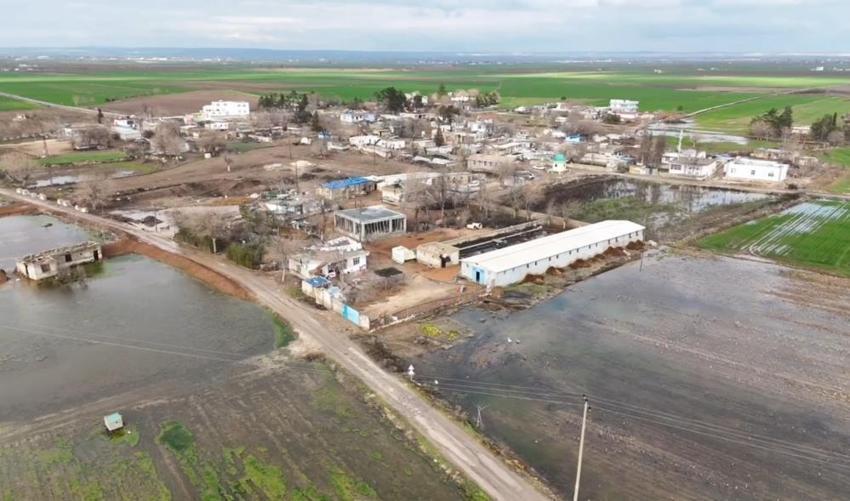 Şanlıurfa'da her mahallede görüldü: Tarlalardan çıkıp akın akın geldi