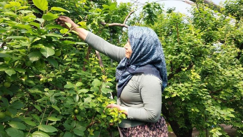 Mut'ta 'yeşil altın' mesaisi başladı: Rekolte beklentisi yüksek, 4 bin liradan alıcı buluyor!