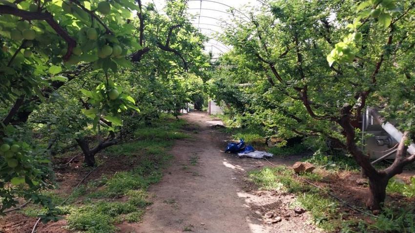 Mut'ta 'yeşil altın' mesaisi başladı: Rekolte beklentisi yüksek, 4 bin liradan alıcı buluyor!