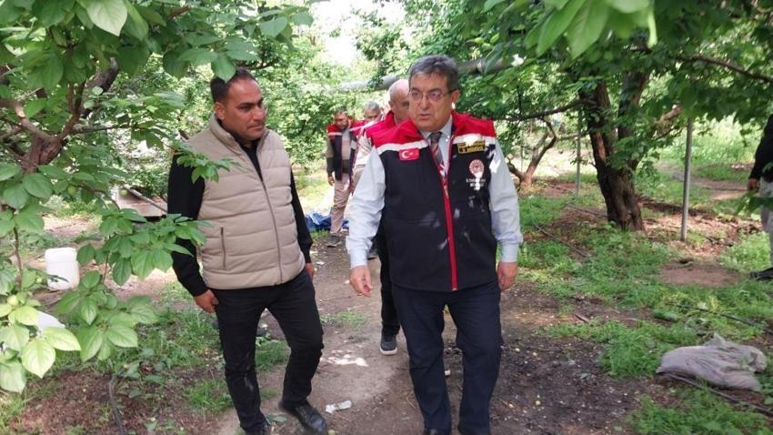 Mut'ta 'yeşil altın' mesaisi başladı: Rekolte beklentisi yüksek, 4 bin liradan alıcı buluyor!