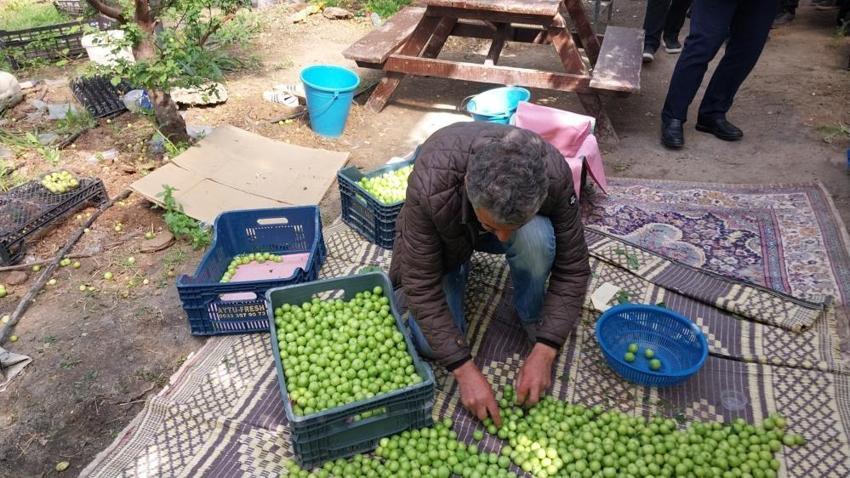 Mut'ta 'yeşil altın' mesaisi başladı: Rekolte beklentisi yüksek, 4 bin liradan alıcı buluyor!