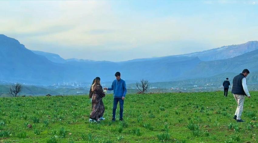 Hakkari’de şaşırtan manzara: Nergis tarlalarına ziyaretçi akını