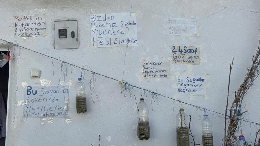 Tokatlı vatandaştan sıra dışı yöntem! Görenler şaşkına dönüyor: Yetiştirdiklerini komşularına ücretsiz dağıtıyor