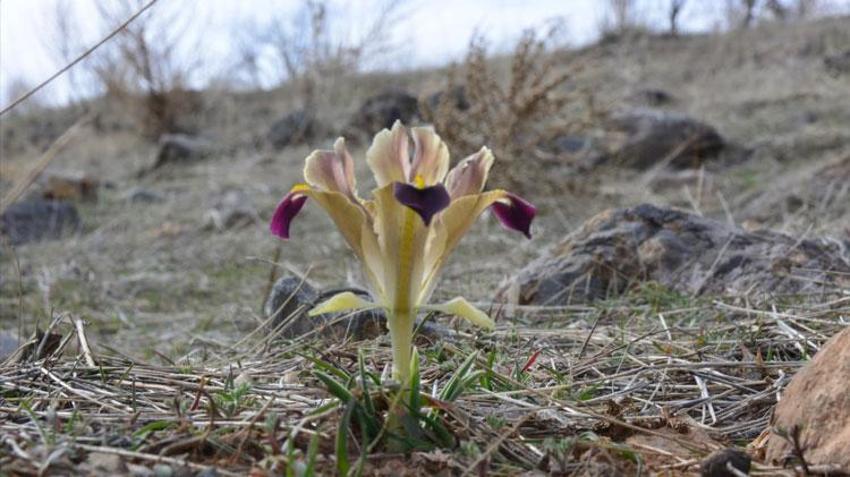Kayseri'de baharın müjdecisi nevruz çiçekleri açtı