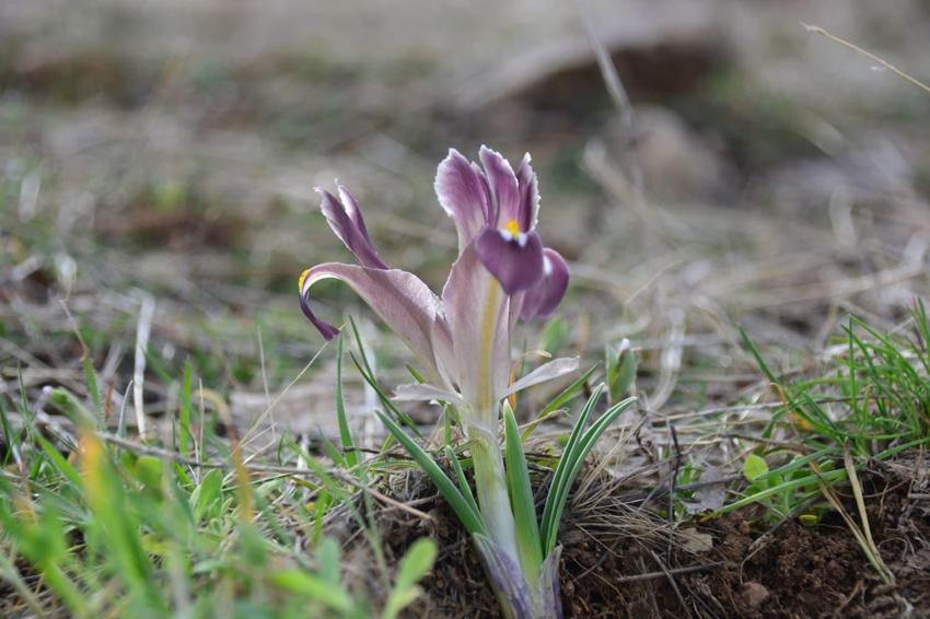 Kayseri'de baharın müjdecisi nevruz çiçekleri açtı