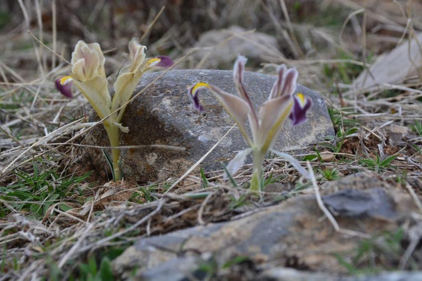 Kayseri'de baharın müjdecisi nevruz çiçekleri açtı