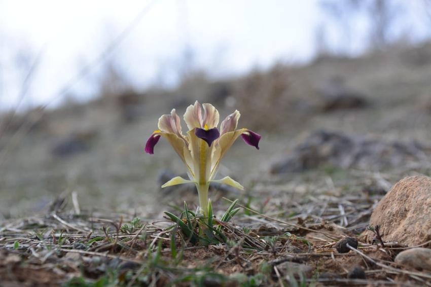 Kayseri'de baharın müjdecisi nevruz çiçekleri açtı
