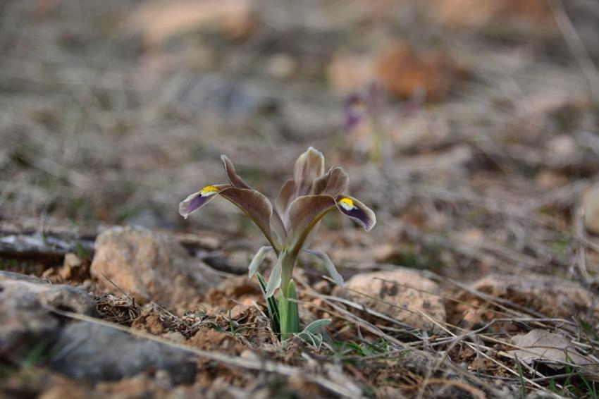Kayseri'de baharın müjdecisi nevruz çiçekleri açtı