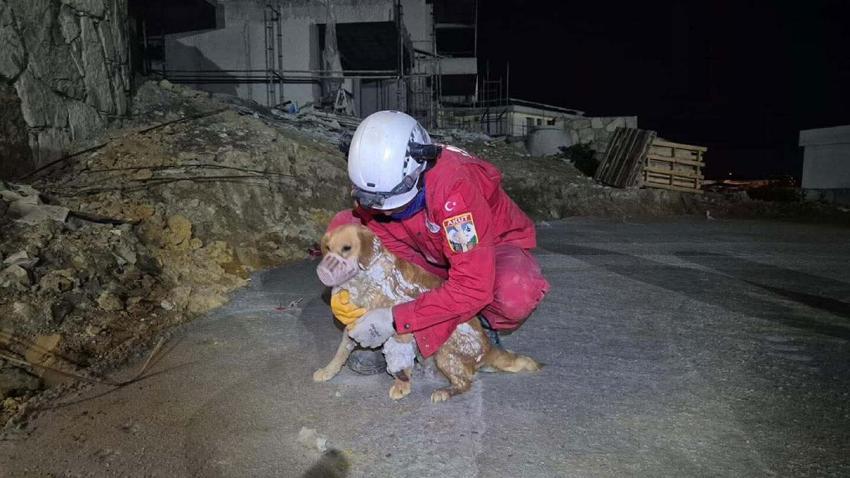 Kuşadası'nda kuruyan betonda mahsur kalan 'Paris', 7 saat sonra özgürlüğüne kavuştu
