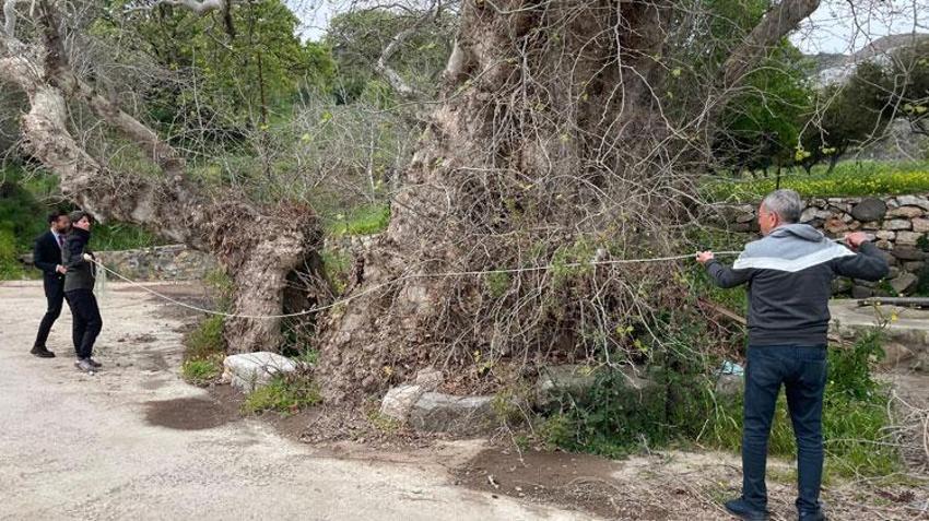 Muğla Bodrum’da doğa yürüyüşü sırasında 2 bin yıllık dev çınar keşfedildi