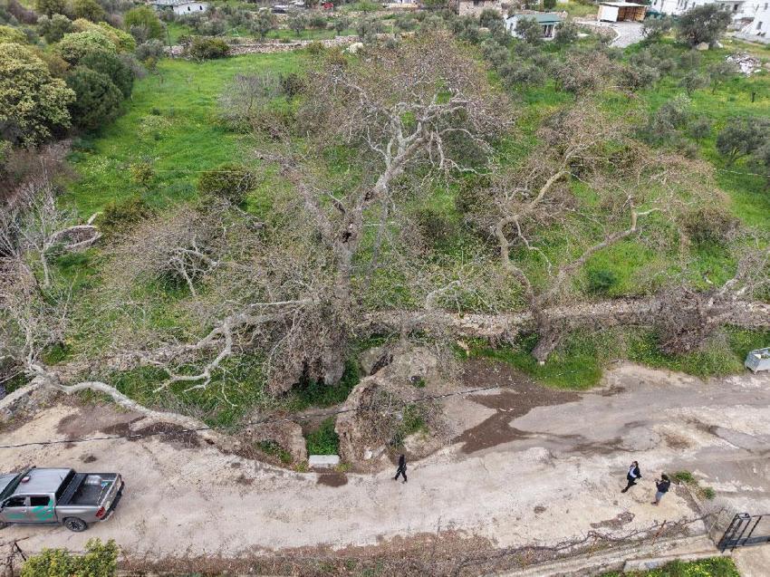 Muğla Bodrum’da doğa yürüyüşü sırasında 2 bin yıllık dev çınar keşfedildi