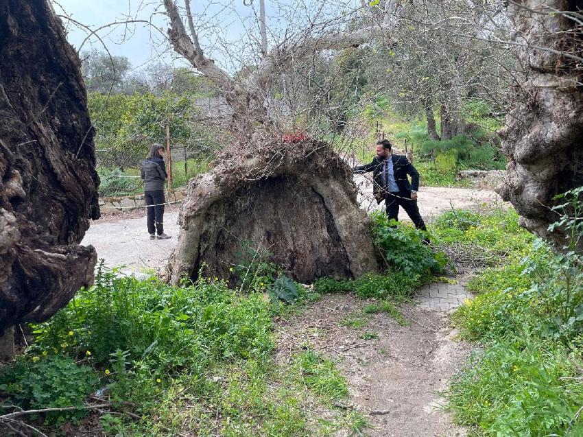 Muğla Bodrum’da doğa yürüyüşü sırasında 2 bin yıllık dev çınar keşfedildi