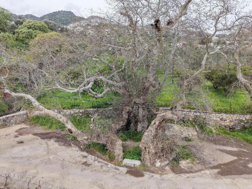 Muğla Bodrum’da doğa yürüyüşü sırasında 2 bin yıllık dev çınar keşfedildi