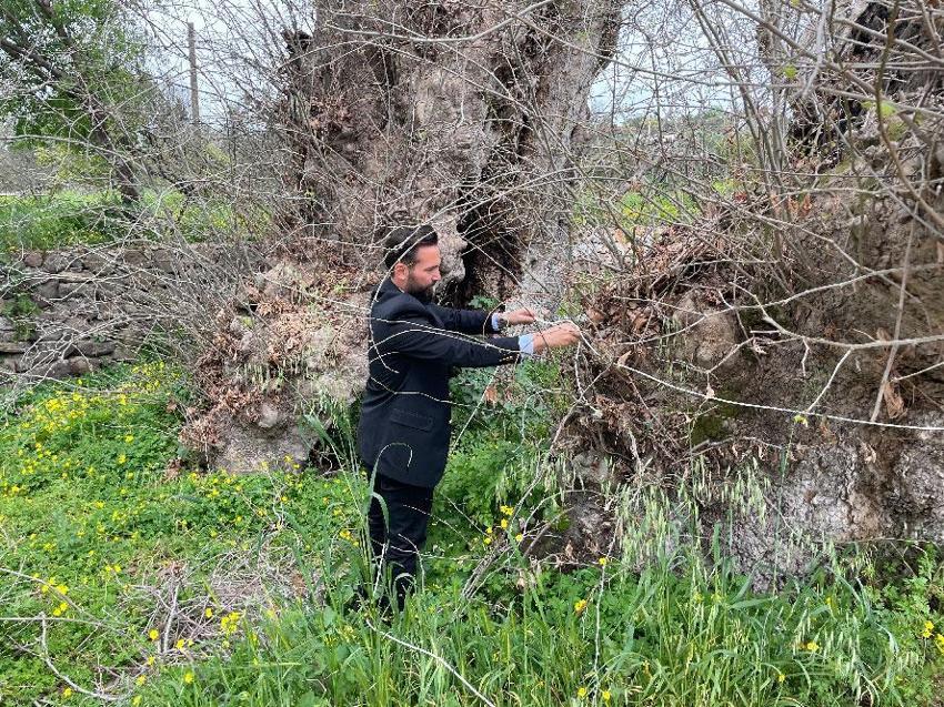 Muğla Bodrum’da doğa yürüyüşü sırasında 2 bin yıllık dev çınar keşfedildi