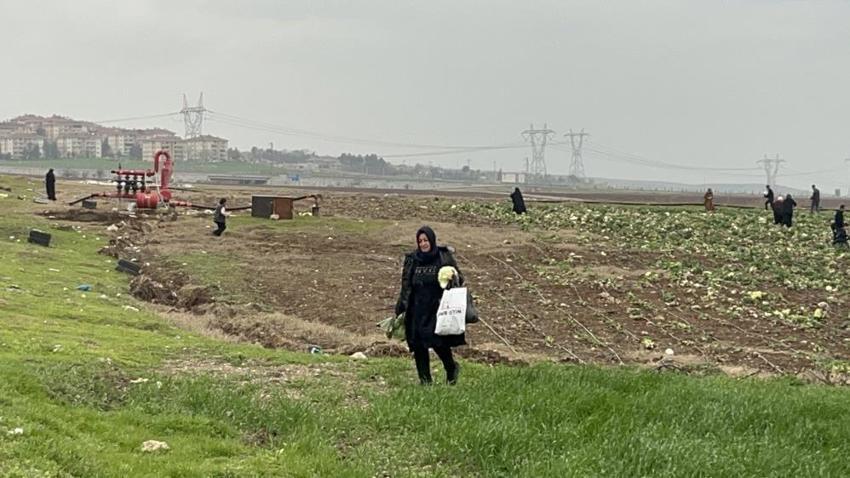 Duyan tarlaya akın etti! Batmanlı çiftçi çareyi bedava dağıtmakta buldu